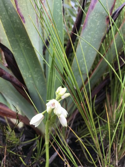 Eulophia aculeata, photographed by Ren Hoekstra