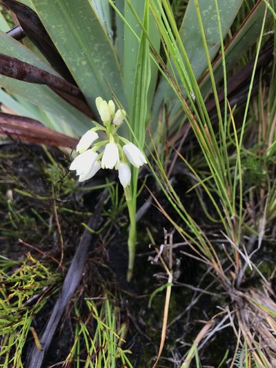 Eulophia aculeata, photographed by Ren Hoekstra