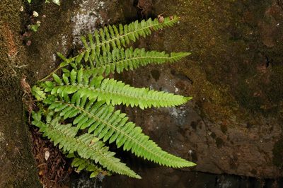 Polystichum californicum, photographed by Timothy McNitt