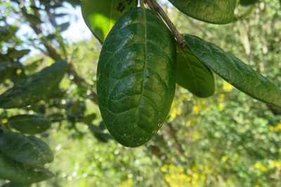 Peumus boldus, photographed by Bruno Avilez