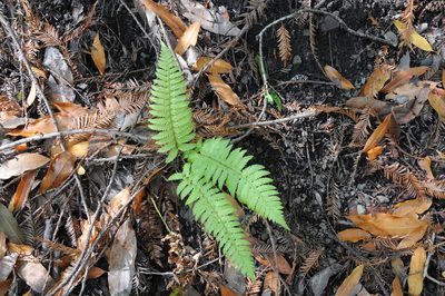 Polystichum californicum, photographed by Timothy McNitt