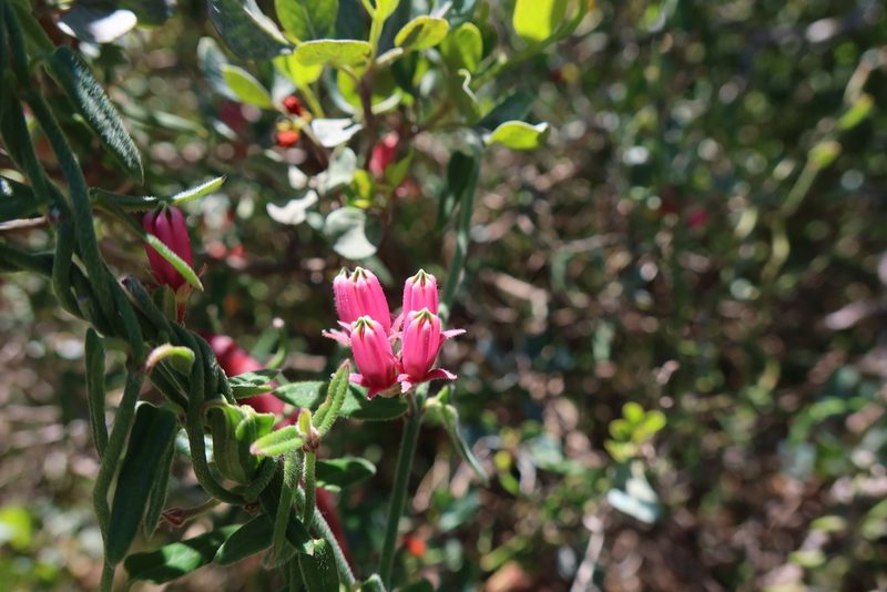 Microloma sagittatum, photographed by Diana Studer
