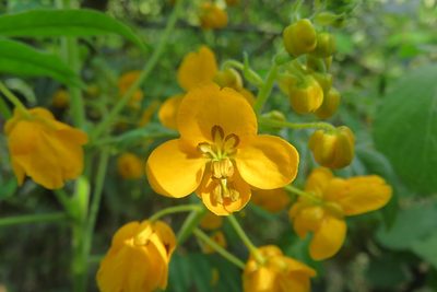Senna stipulacea, photographed by Bruno Avilez