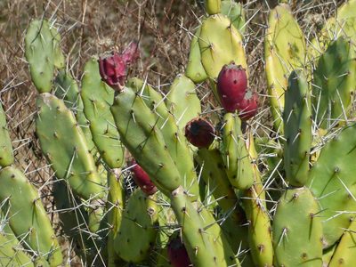 Opuntia elata, photographed by Ezequiel Racker