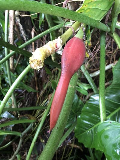 Philodendron subhastatum, photographed by Skjold Søndergaard