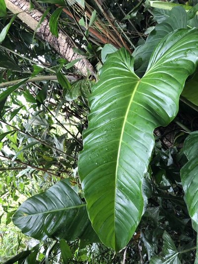 Philodendron subhastatum, photographed by Skjold Søndergaard