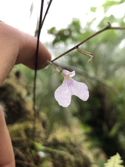 Ionopsis utricularioides, photographed by Skjold Søndergaard