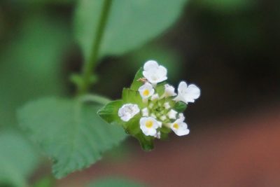 Lantana velutina, photographed by Center for Urban Ecology