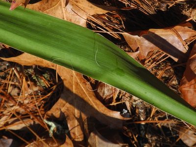 Yucca filamentosa, photographed by Michael J. Papay