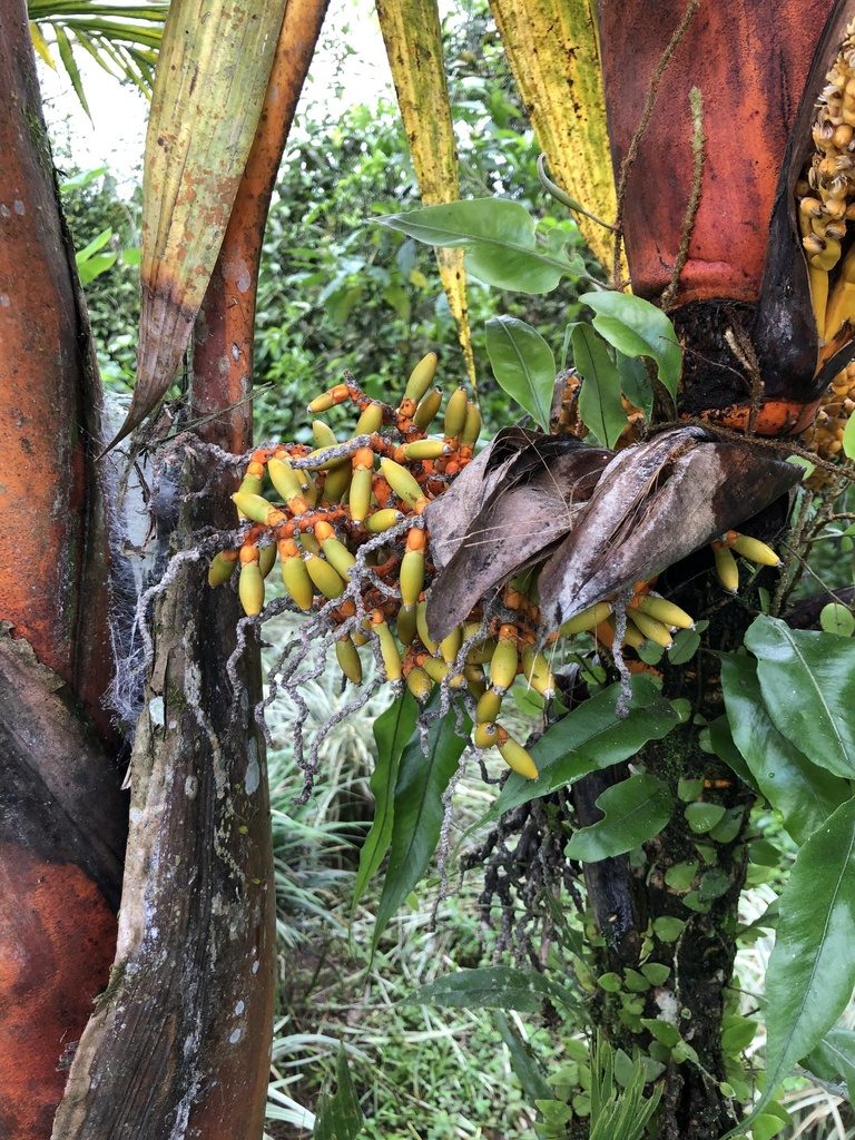 Areca vestiaria, photographed by Skjold Søndergaard