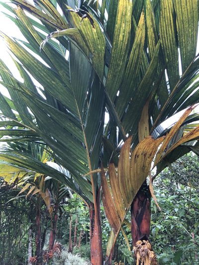 Areca vestiaria, photographed by Skjold Søndergaard