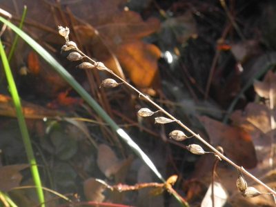 Hieracium gronovii, photographed by Michael J. Papay