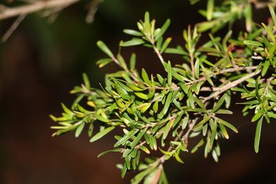 Leptospermum polygalifolium, photographed by Greg Tasney
