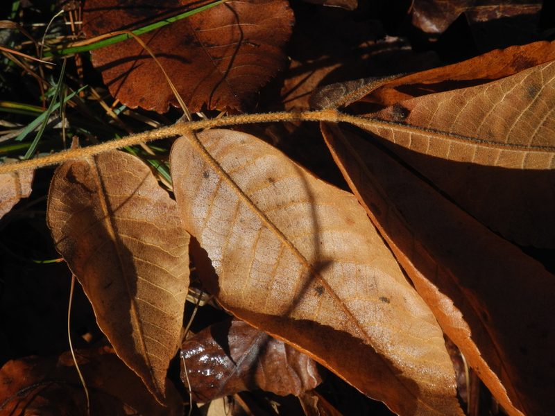 Carya tomentosa, photographed by Michael J. Papay