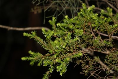Melaleuca sieberi, photographed by Greg Tasney