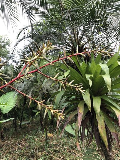 Guzmania rhonhofiana, photographed by Skjold Søndergaard