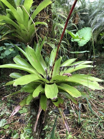 Guzmania rhonhofiana, photographed by Skjold Søndergaard