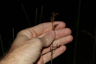 Schoenus brevifolius, photographed by Greg Tasney