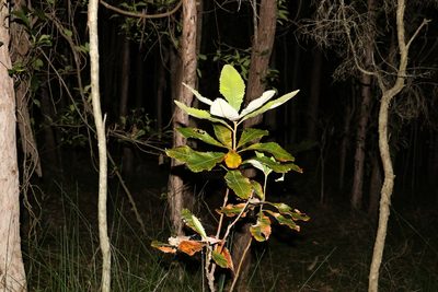 Banksia robur, photographed by Greg Tasney
