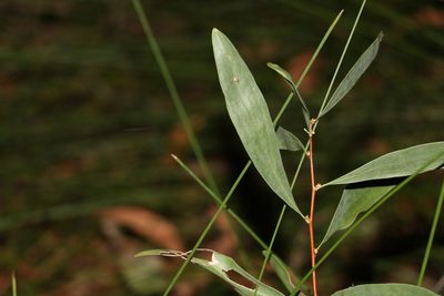 Hakea florulenta, photographed by Greg Tasney