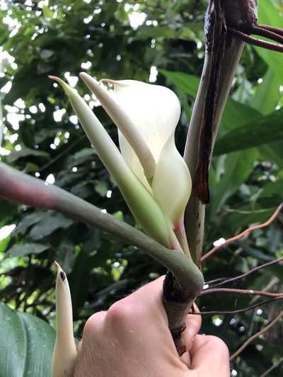 Philodendron clarkei, photographed by Skjold Søndergaard