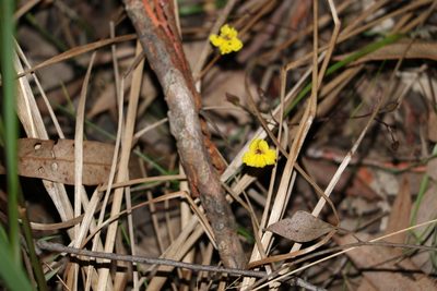 Goodenia mystrophylla, photographed by Greg Tasney