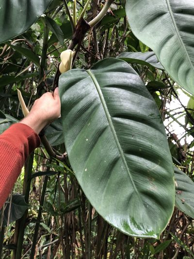 Philodendron clarkei, photographed by Skjold Søndergaard