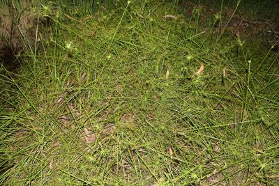 Cyperus haspan, photographed by Greg Tasney