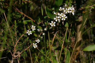 Leptospermum juniperinum, photographed by Gary Williams