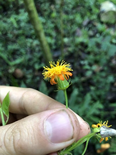Pseudogynoxys engleri, photographed by Skjold Søndergaard