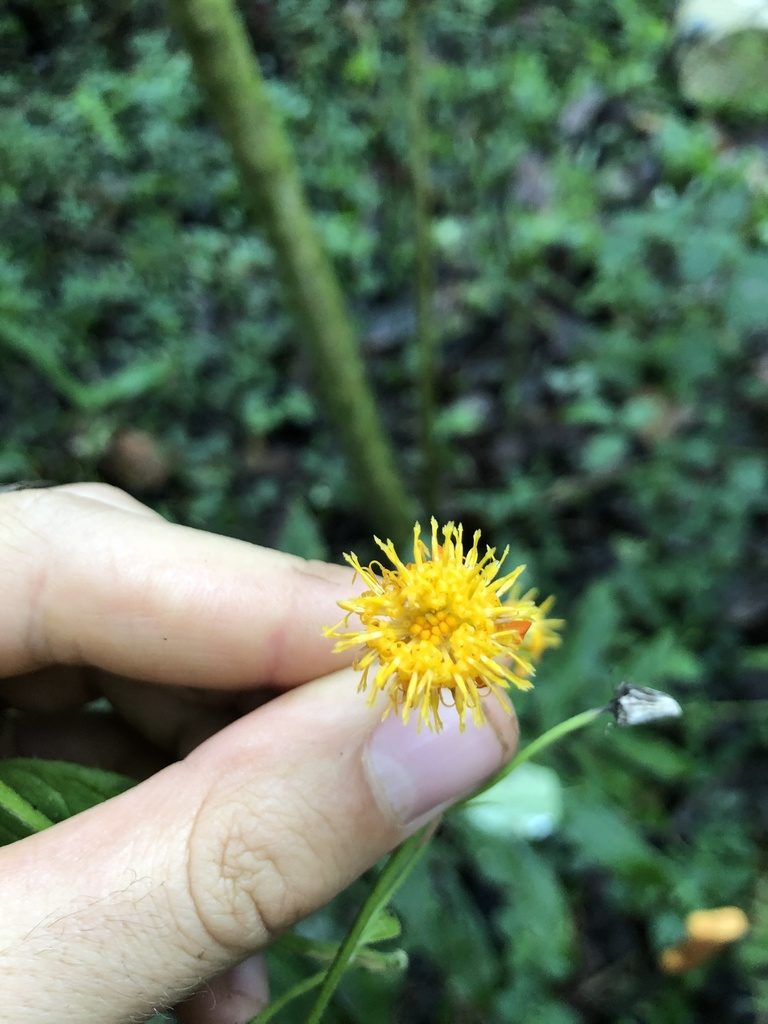 Pseudogynoxys engleri, photographed by Skjold Søndergaard