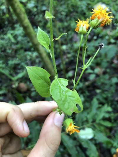 Pseudogynoxys engleri, photographed by Skjold Søndergaard