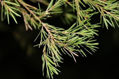 Melaleuca nodosa, photographed by Greg Tasney