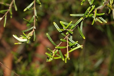 Boronia rosmarinifolia, photographed by Greg Tasney