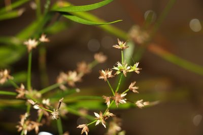 Juncus prismatocarpus, photographed by Greg Tasney
