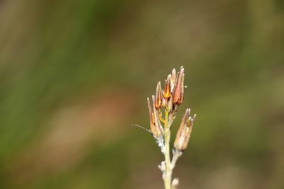Haemodorum austroqueenslandicum, photographed by Greg Tasney