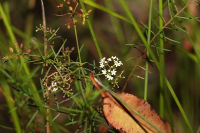 Platysace ericoides, photographed by Greg Tasney