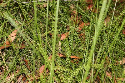 Lindsaea incisa, photographed by Greg Tasney