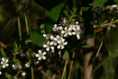 Leptospermum juniperinum, photographed by Gary Williams
