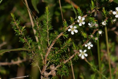 Leptospermum juniperinum, photographed by Gary Williams