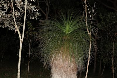 Xanthorrhoea johnsonii, photographed by Greg Tasney