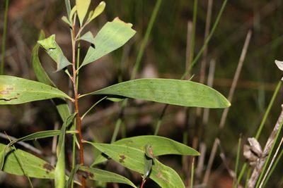 Hakea florulenta, photographed by Greg Tasney
