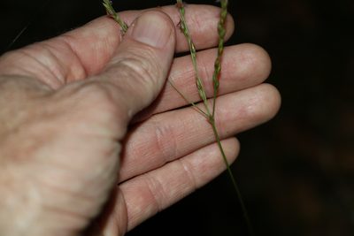 Alloteropsis semialata, photographed by Greg Tasney