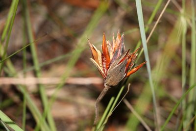 Patersonia sericea, photographed by Greg Tasney