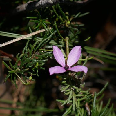 Tetratheca neglecta, photographed by Gary Williams