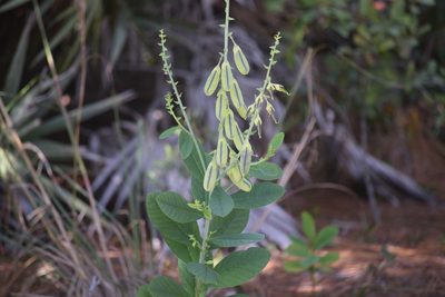 Crotalaria spectabilis, photographed by Neli Kanonerova