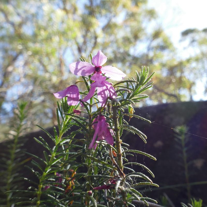 Tetratheca neglecta, photographed by Gary Williams