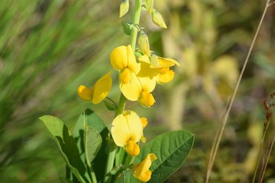 Crotalaria spectabilis, photographed by Neli Kanonerova