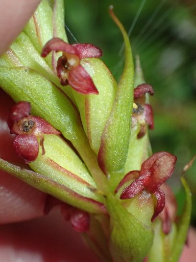 Disa densiflora, photographed by Nicola van Berkel