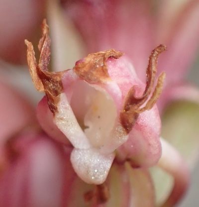 Satyrium ligulatum, photographed by Nicola van Berkel